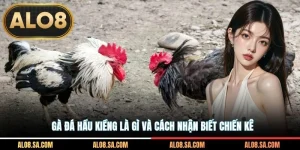 Gà Đá Hầu Kiềng Là Gì Và Cách Nhận Biết Chiến Kê